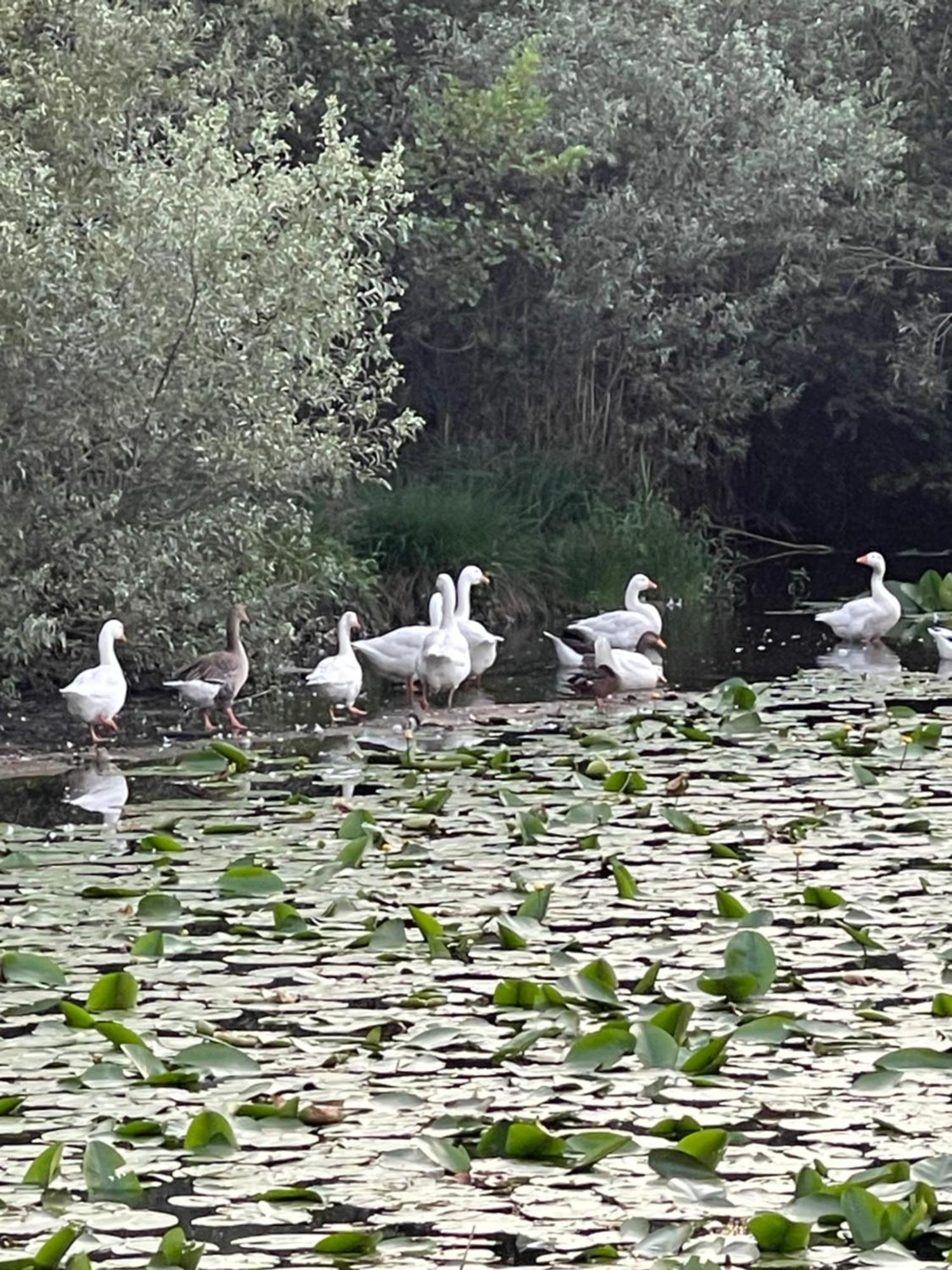 Laghi Di Como Appartamento Di Licinia E Mario Asso Extérieur photo
